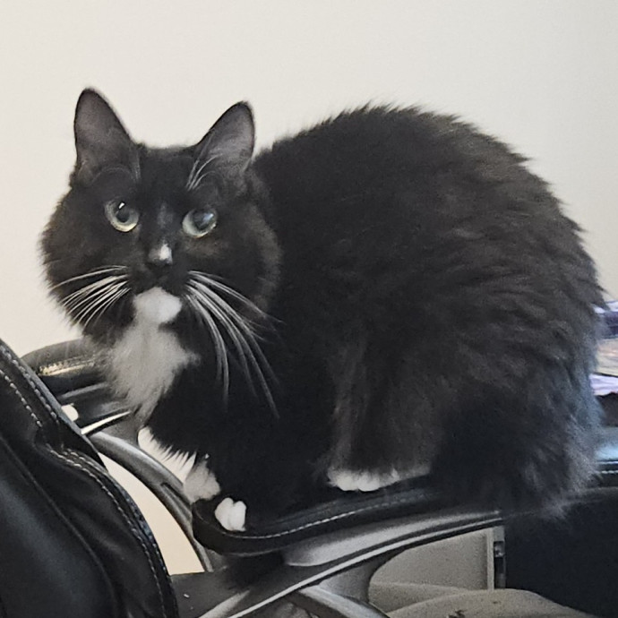 Blue Ribbon Cat Sitter Of Queen City