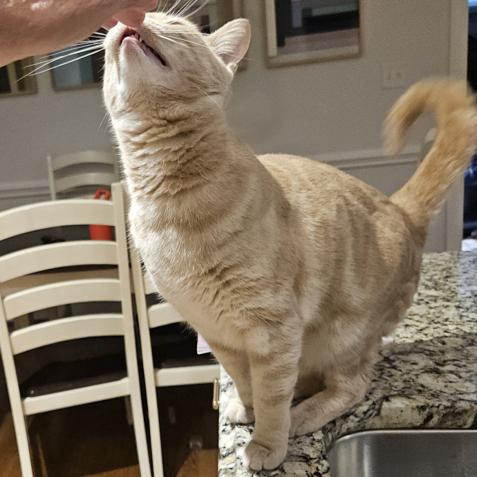 Blue Ribbon Cat Sitter Of Queen City