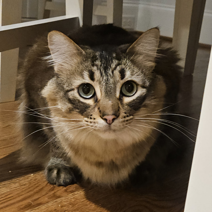 Blue Ribbon Cat Sitter Of Queen City