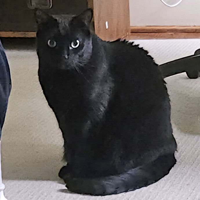 Blue Ribbon Cat Sitter Of Queen City