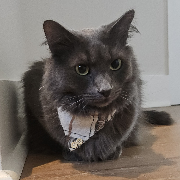 Blue Ribbon Cat Sitter Of Queen City