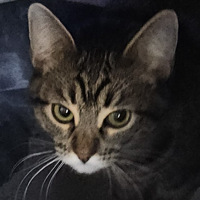 Blue Ribbon Cat Sitter Of Queen City