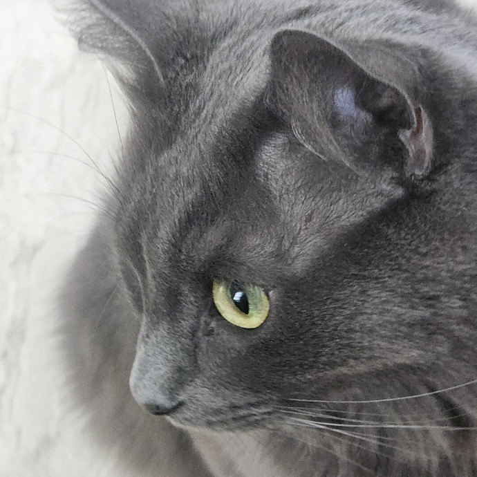 Blue Ribbon Cat Sitter Of Queen City