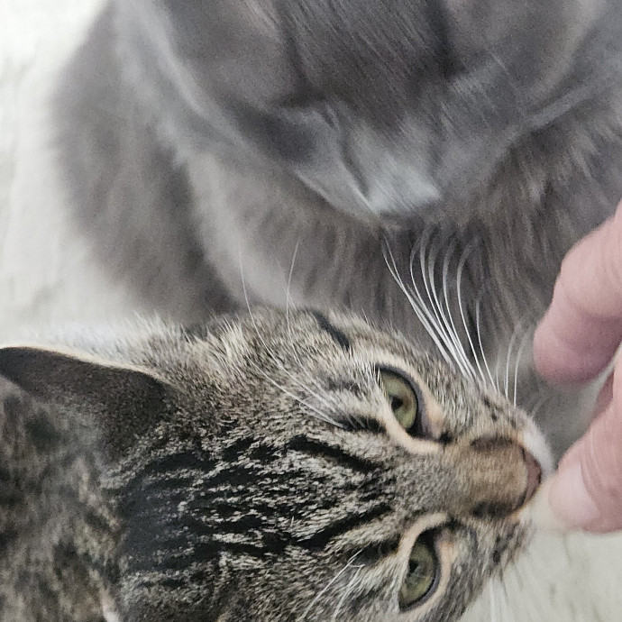 Blue Ribbon Cat Sitter Of Queen City