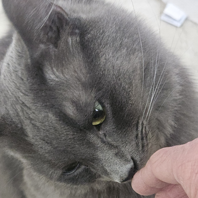 Blue Ribbon Cat Sitter Of Queen City