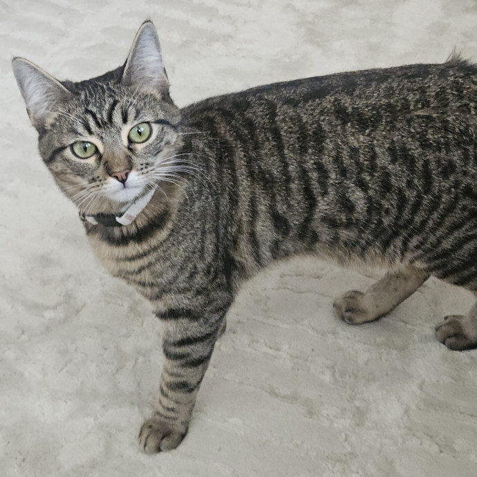 Blue Ribbon Cat Sitter Of Queen City
