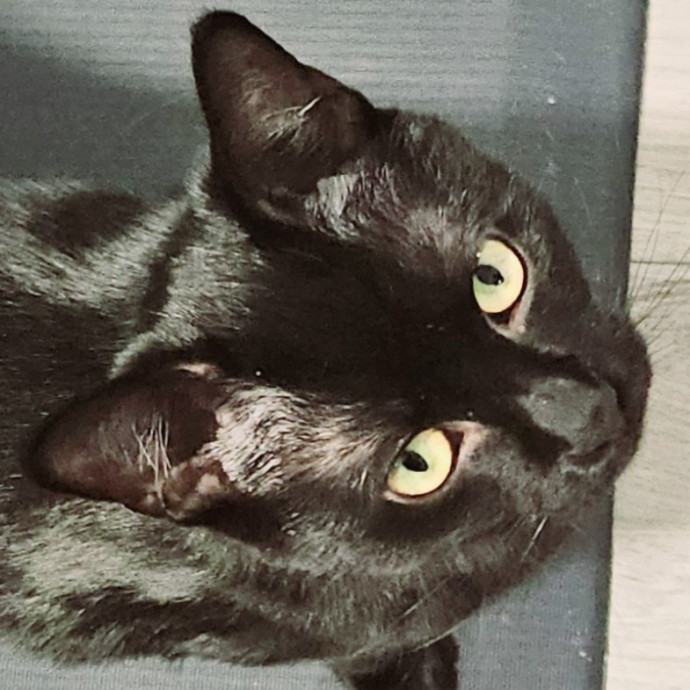 Blue Ribbon Cat Sitter Of Queen City