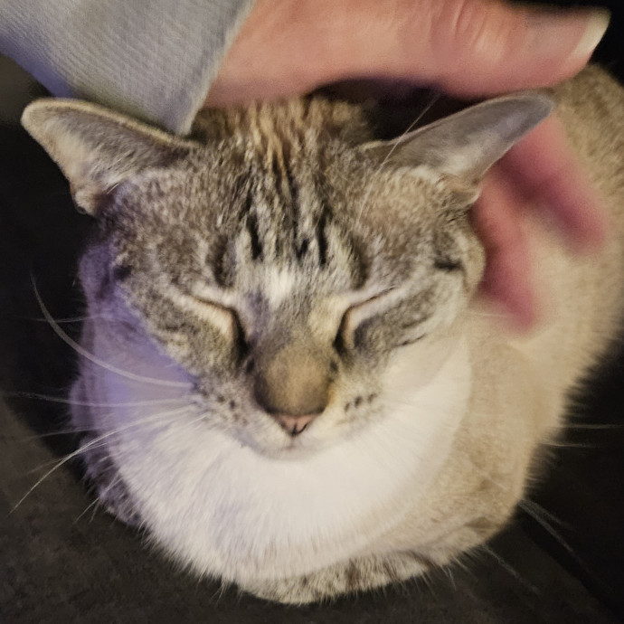 Blue Ribbon Cat Sitter Of Queen City