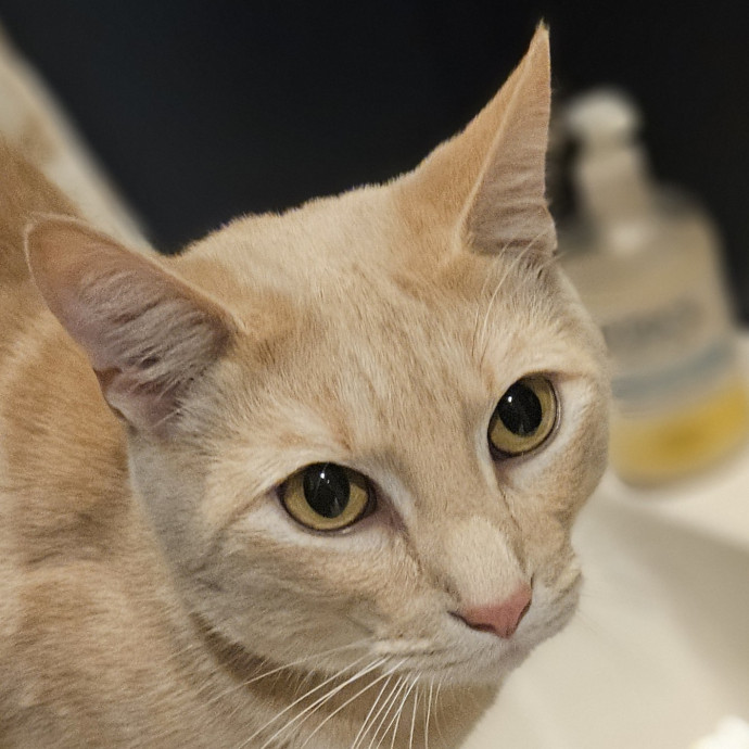 Blue Ribbon Cat Sitter Of Queen City