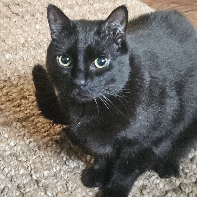 Blue Ribbon Cat Sitter Of Queen City