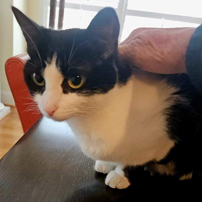 Blue Ribbon Cat Sitter Of Queen City