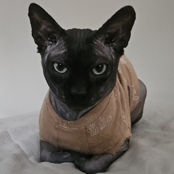 Blue Ribbon Cat Sitter Of Queen City
