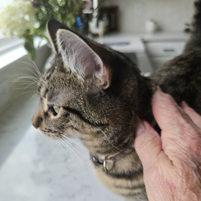 Blue Ribbon Cat Sitter Of Queen City