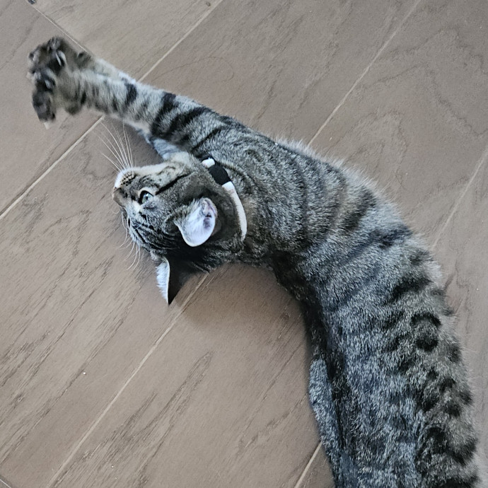 Blue Ribbon Cat Sitter Of Queen City