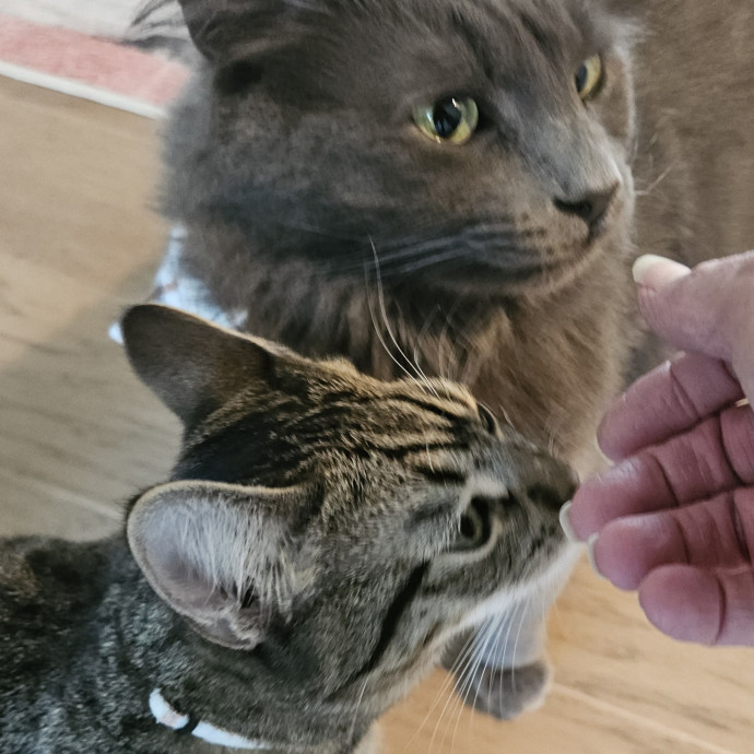 Blue Ribbon Cat Sitter Of Queen City