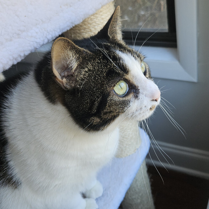 Blue Ribbon Cat Sitter Of Queen City