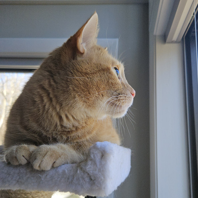 Blue Ribbon Cat Sitter Of Queen City