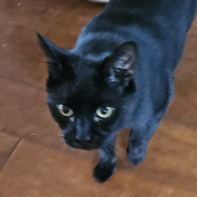 Blue Ribbon Cat Sitter Of Queen City