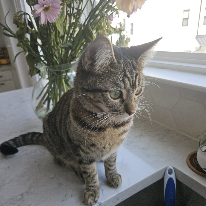 Blue Ribbon Cat Sitter Of Queen City