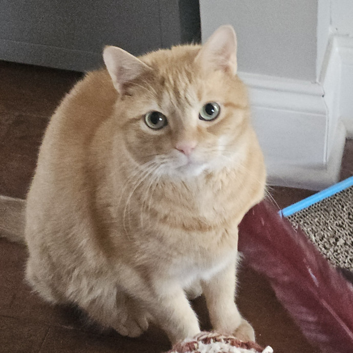 Blue Ribbon Cat Sitter Of Queen City