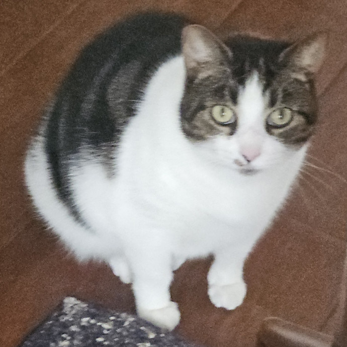 Blue Ribbon Cat Sitter Of Queen City