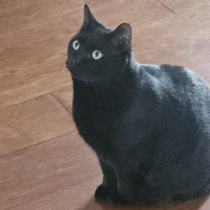 Blue Ribbon Cat Sitter Of Queen City