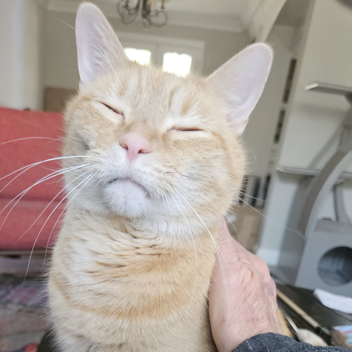 Blue Ribbon Cat Sitter Of Queen City