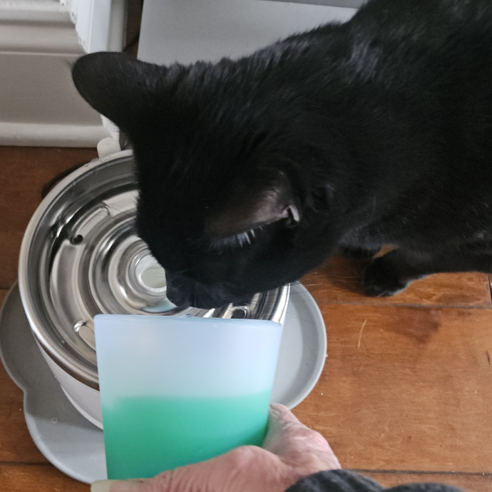 Blue Ribbon Cat Sitter Of Queen City