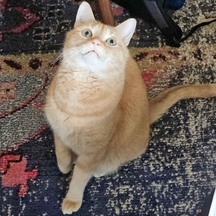 Blue Ribbon Cat Sitter Of Queen City