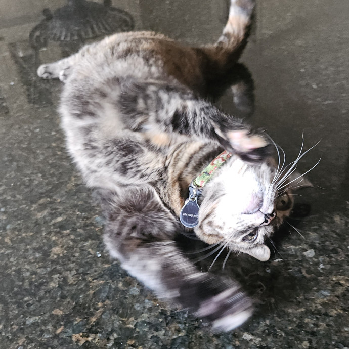 Blue Ribbon Cat Sitter Of Queen City
