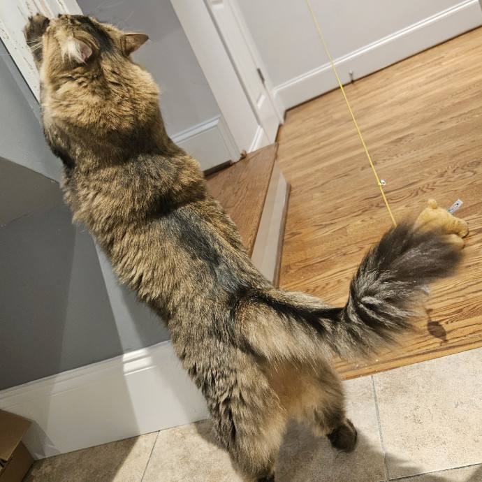 Blue Ribbon Cat Sitter Of Queen City
