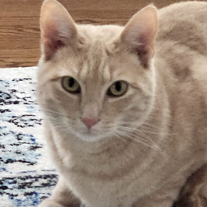 Blue Ribbon Cat Sitter Of Queen City