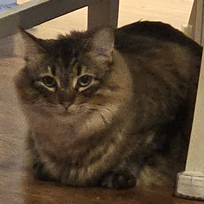 Blue Ribbon Cat Sitter Of Queen City