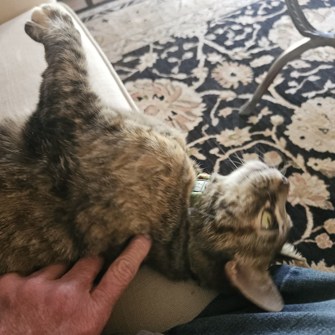 Blue Ribbon Cat Sitter Of Queen City