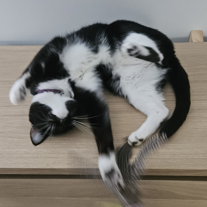 Blue Ribbon Cat Sitter Of Queen City