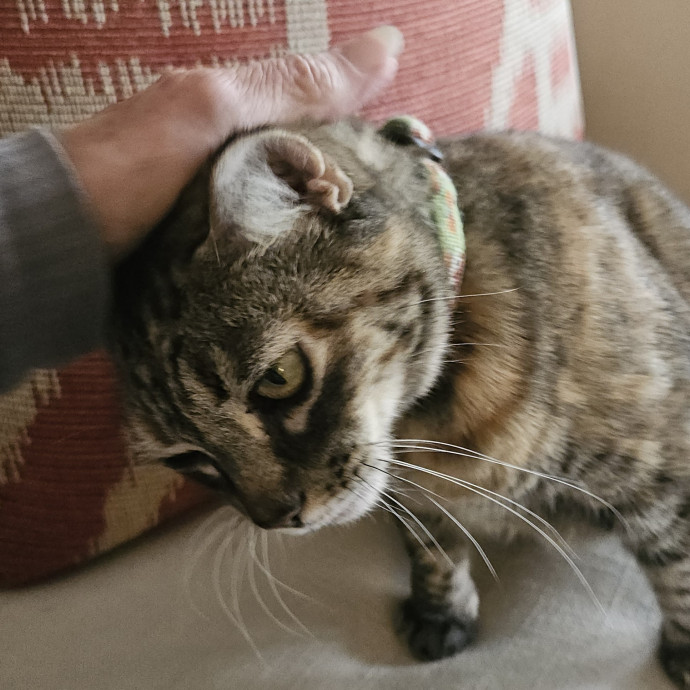 Blue Ribbon Cat Sitter Of Queen City