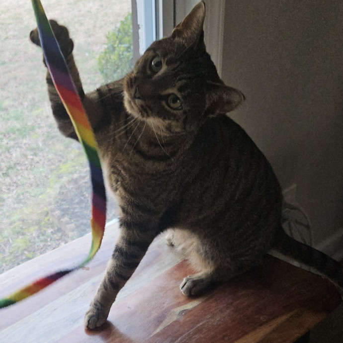 Blue Ribbon Cat Sitter Of Queen City
