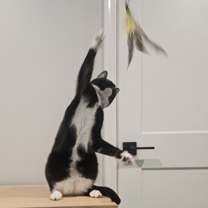 Blue Ribbon Cat Sitter Of Queen City
