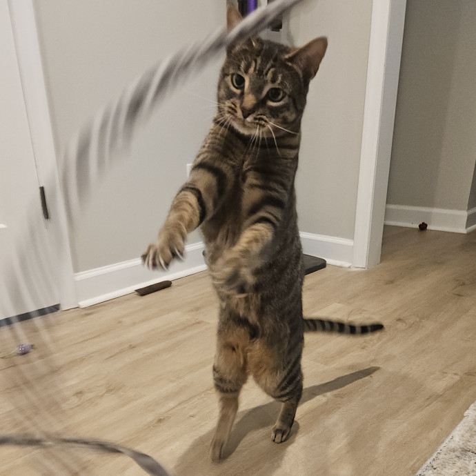 Blue Ribbon Cat Sitter Of Queen City