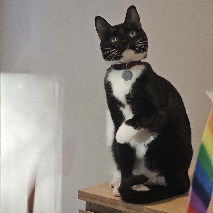 Blue Ribbon Cat Sitter Of Queen City