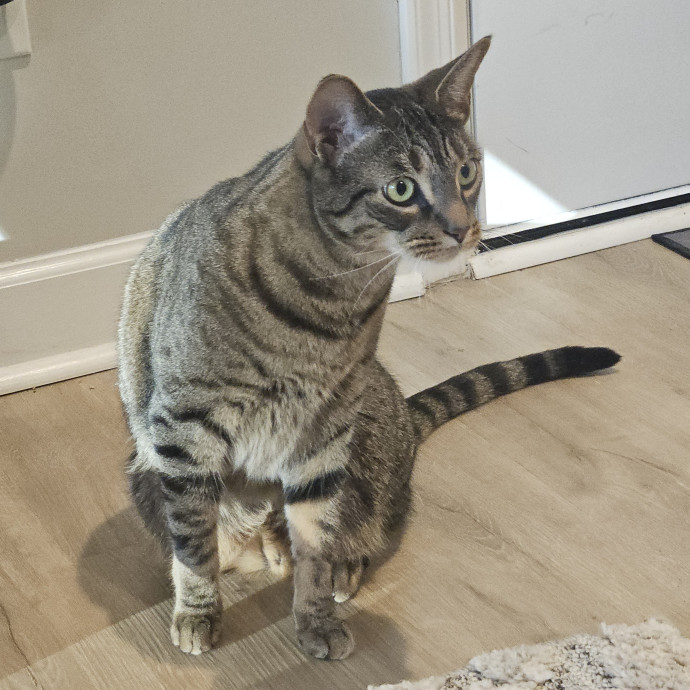 Blue Ribbon Cat Sitter Of Queen City