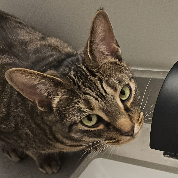 Blue Ribbon Cat Sitter Of Queen City