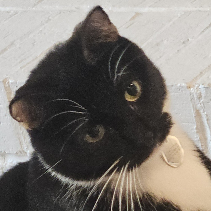 Blue Ribbon Cat Sitter Of Queen City