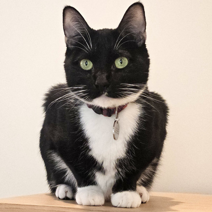 Blue Ribbon Cat Sitter Of Queen City