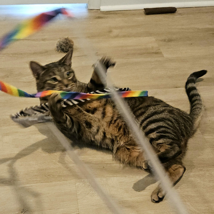 Blue Ribbon Cat Sitter Of Queen City