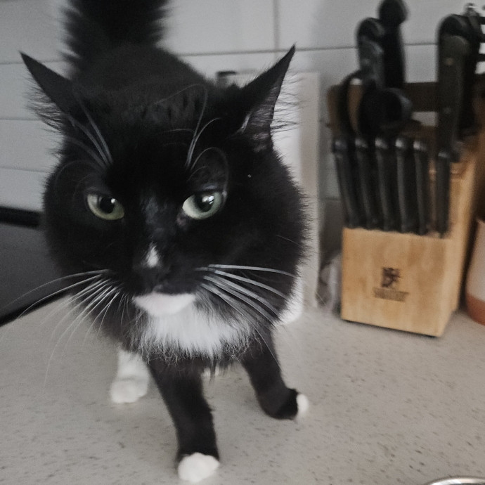 Blue Ribbon Cat Sitter Of Queen City
