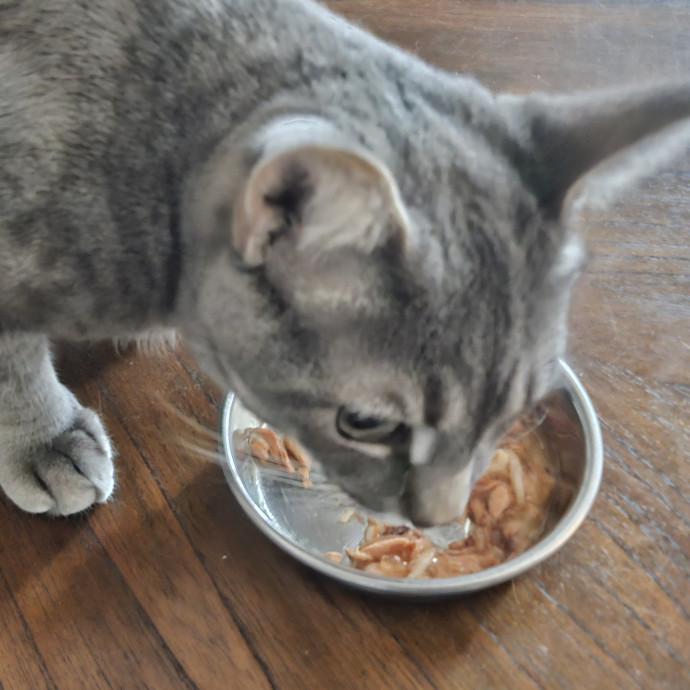 Blue Ribbon Cat Sitter Of Queen City