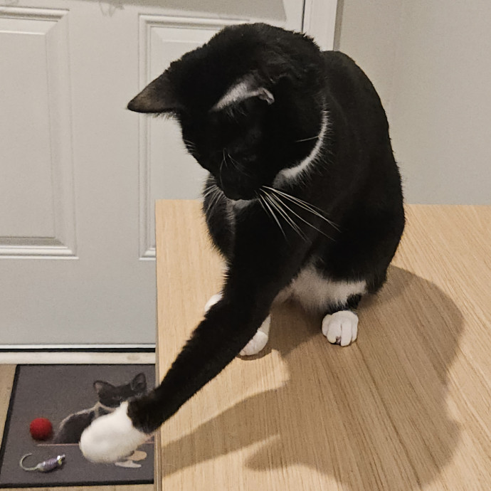 Blue Ribbon Cat Sitter Of Queen City