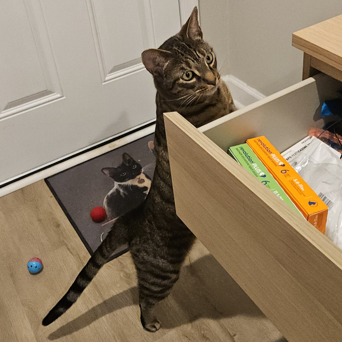 Blue Ribbon Cat Sitter Of Queen City