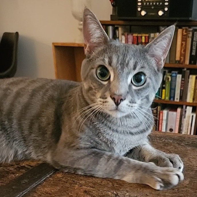 Blue Ribbon Cat Sitter Of Queen City